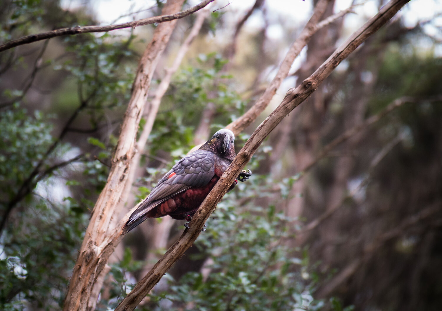 orokonui-ecosanctuary-7.jpg Orokonui Ecosanctuary