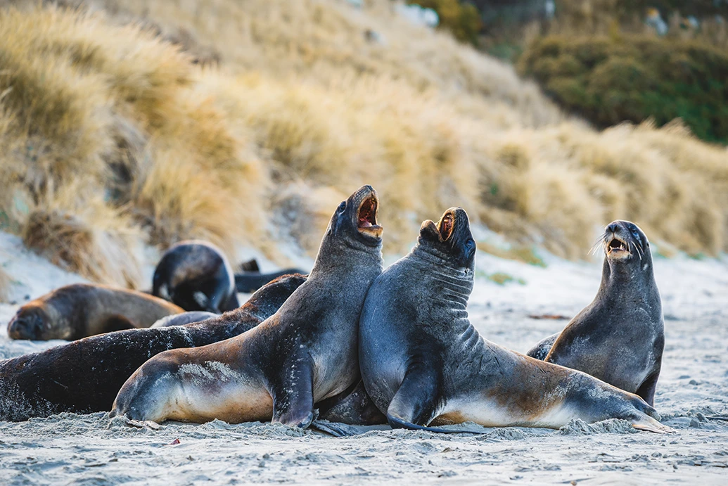 7.webp Clearwater Wildlife Tours