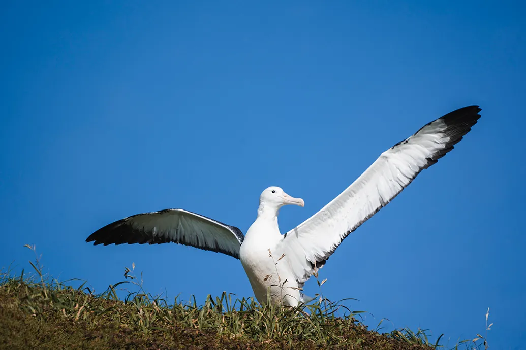 Albatross