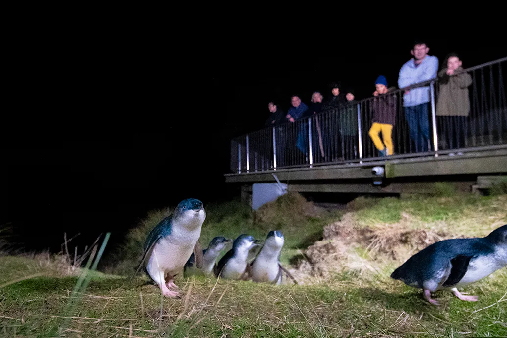 Blue Penguins