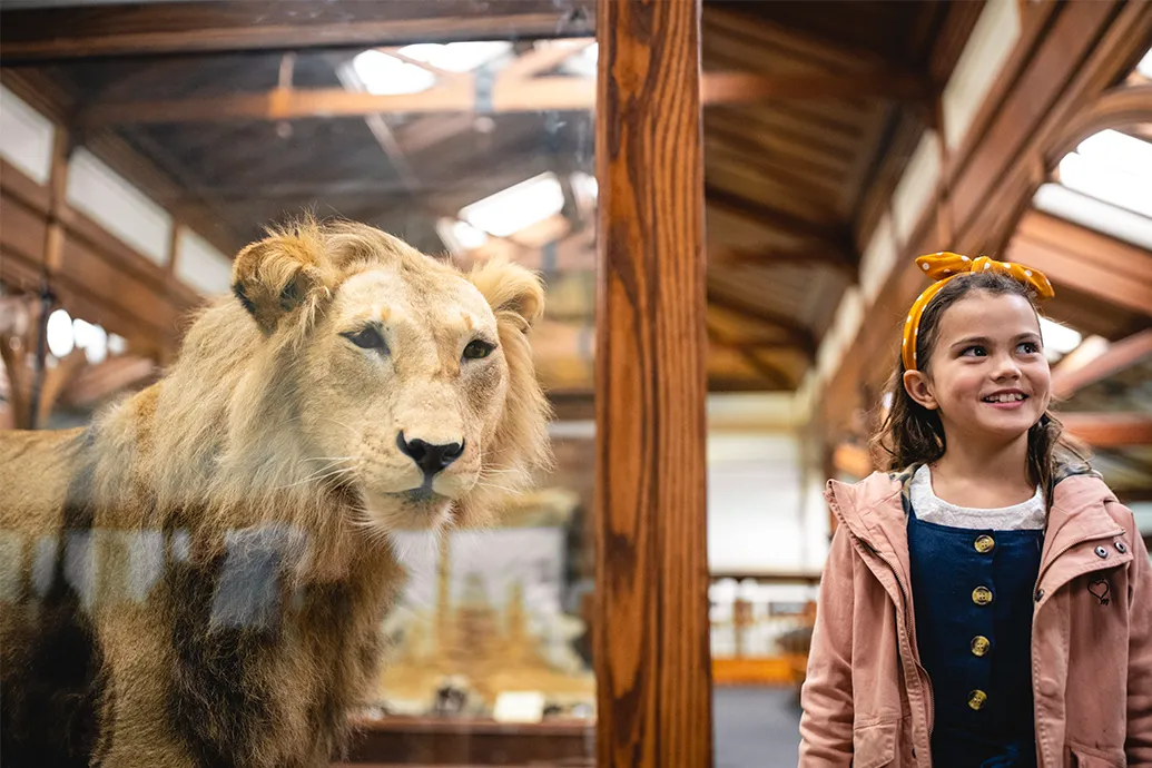 Tūhura Animal Attic