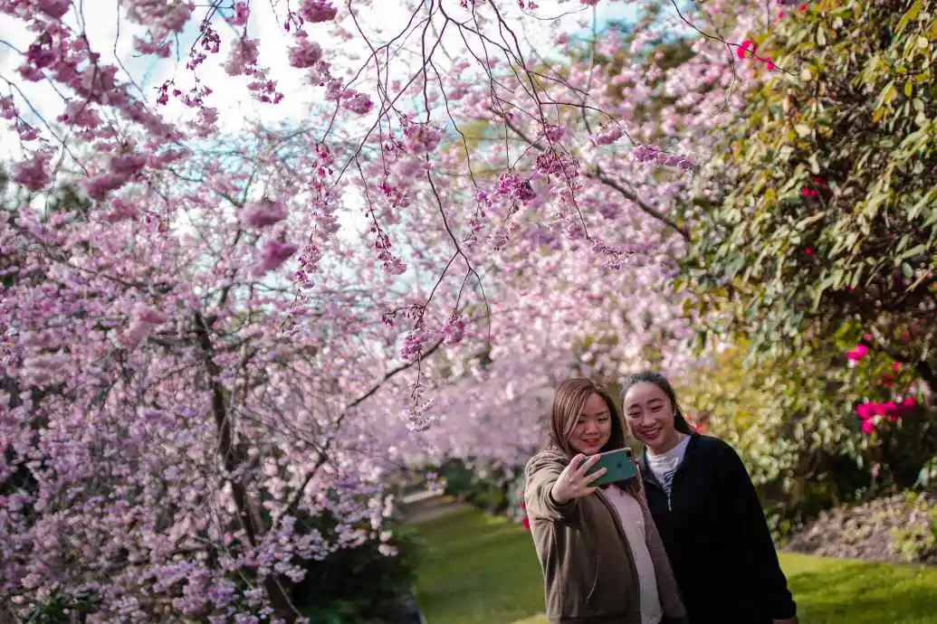 Spring Flower Finder Botanic Two women take a selfie in front of cherry blossom trees in bloom.