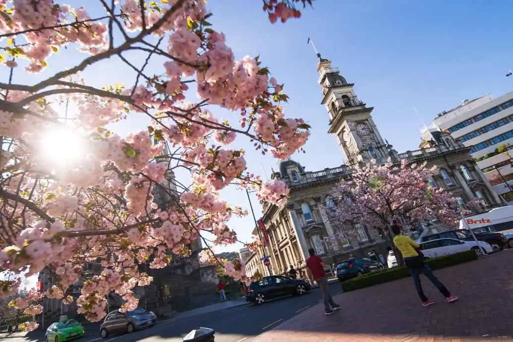 Spring Flower Finder Octagon Blossoms bloom outside the Dunedin Municipal Chambers in the Octagon.