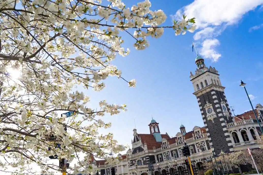 Spring Flower Finder Railway Blossoms bloom outside the Dunedin Railway Station.