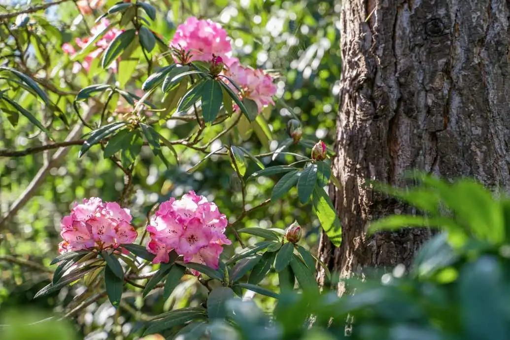 Spring Flower Finder Rhody A pink rhododendron blooms in a garden.