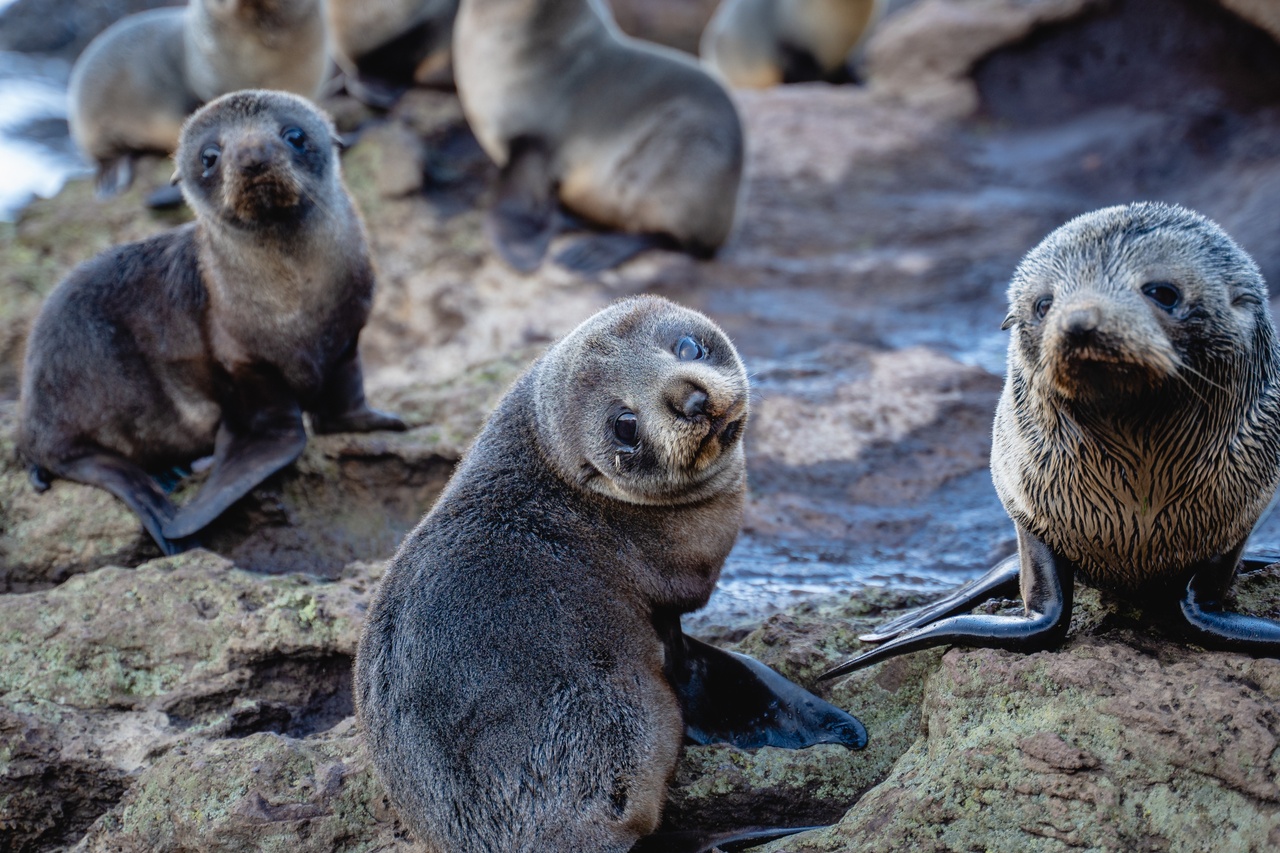 Wildlife Seal
